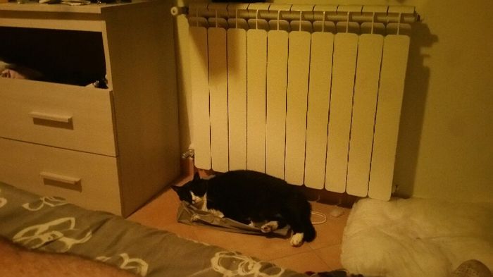 Too cute: i vostri amici animali - 1