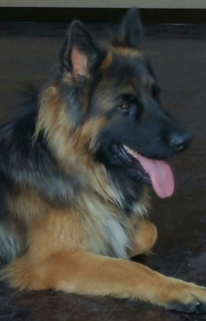 Too cute: i vostri amici animali - 3