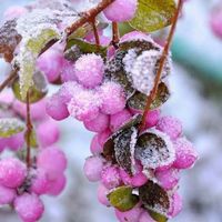 Oroscopo 2020: come sei nell'organizzazione delle nozze? - 1