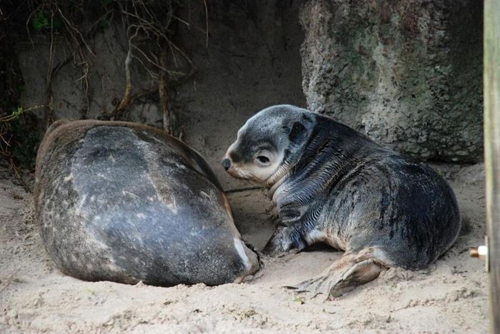 seal bay