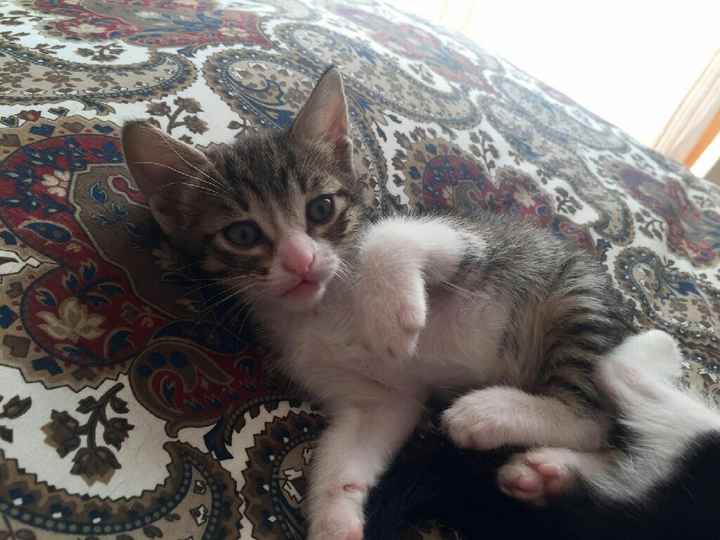 Manicure miciose - 2