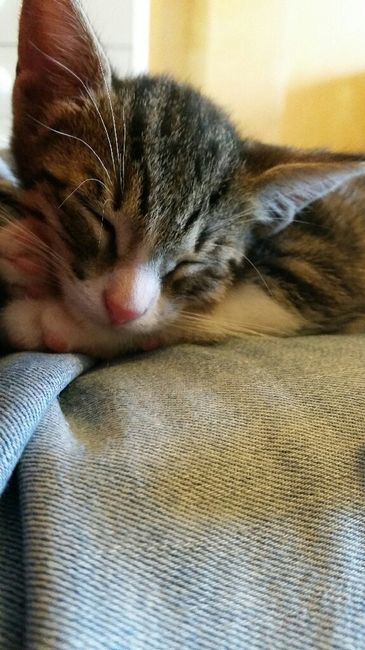 Manicure miciose - 1