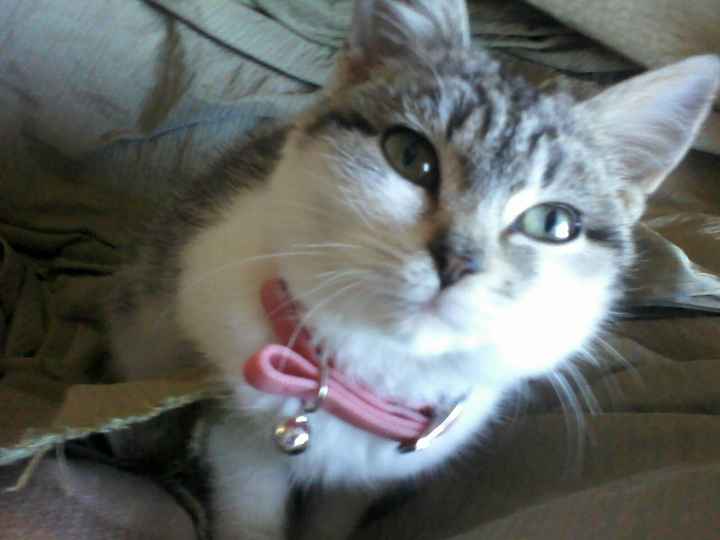 I nostri amici animali.. - 1