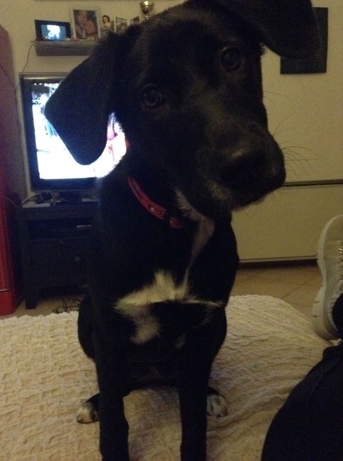 Per i nostri "cuccioli" a 4 zampe - 1