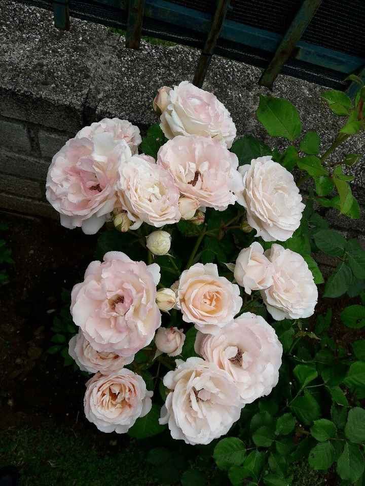 Bouquet, quale scegliere... - 1