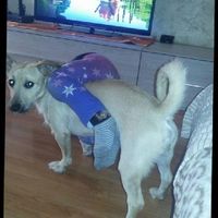 Vivere anche con un amico a quattro zampe... - 1