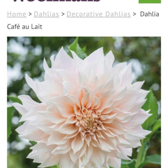 gerbera come Bouquet? - 1