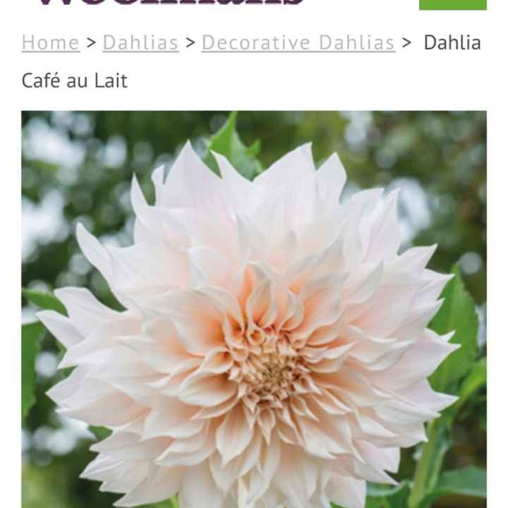 gerbera come Bouquet? - 1