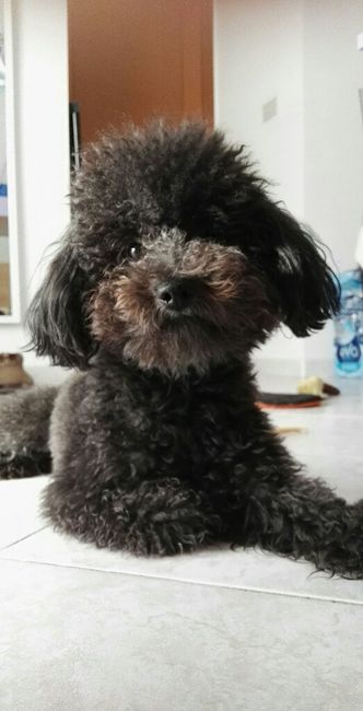  Il mio cucciolo 🐶 👰🏻 - 1