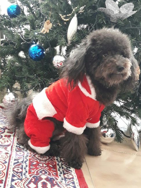 Ultimo Natale da fidanzati... - 1