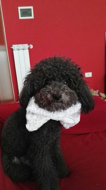 Il mio amico a 4 zampe ha ritirato il suo abito - 2
