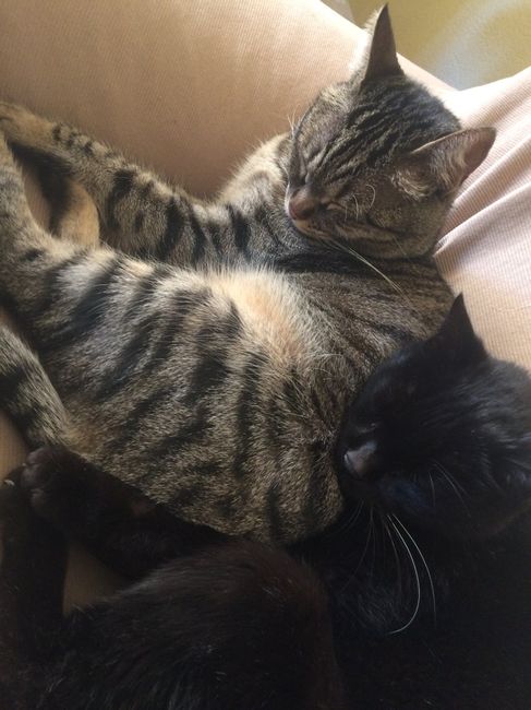 Foto di nozze con i nostri amici animali - 3