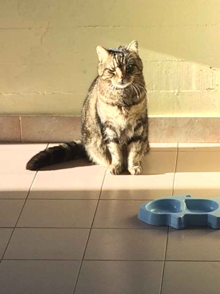 Foto di nozze con i nostri amici animali - 2