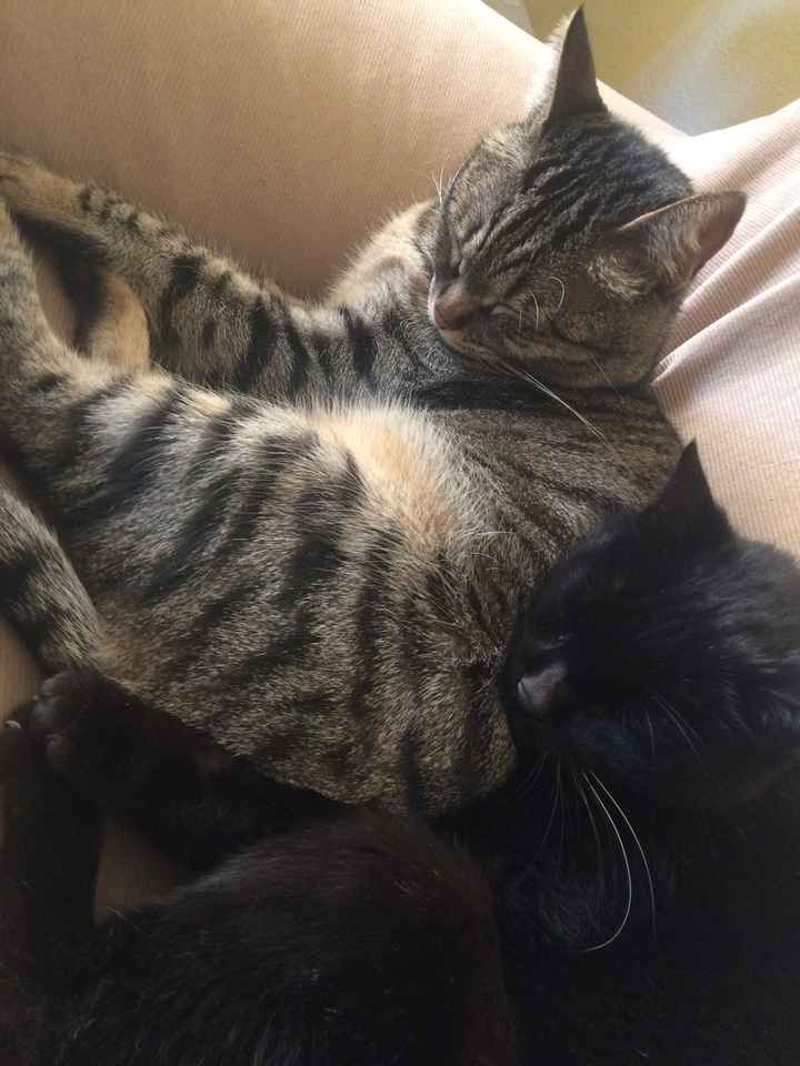 Foto di nozze con i nostri amici animali - 3