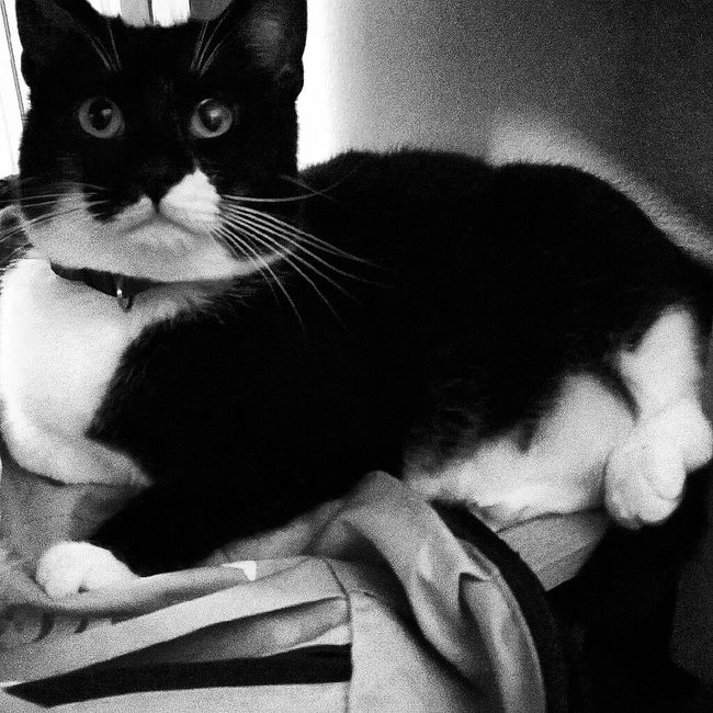 La mia cucina e il mio micio - 2