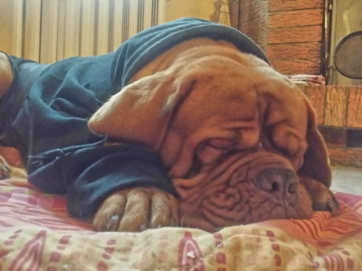 I nostri amici animali.. - 1