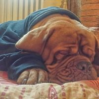 I nostri amici animali.. - 1