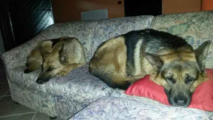 Le foto dei vostri animali - 2