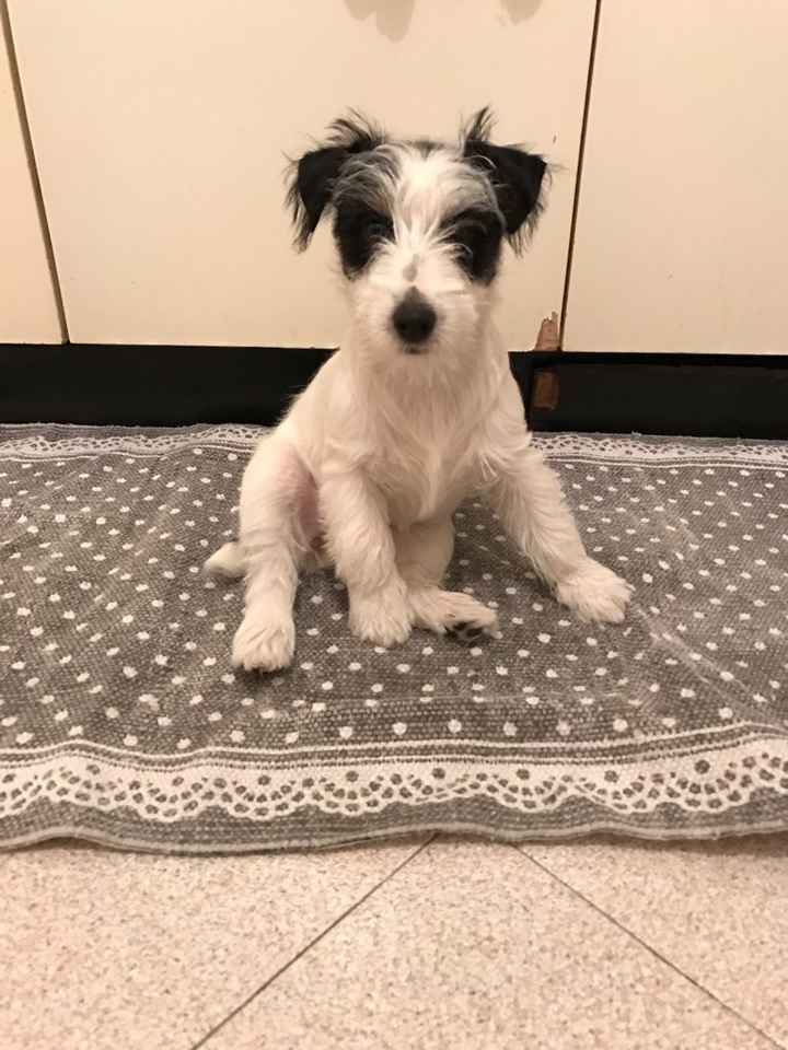 Chi di voi ha il proprio cane al matrimonio? - 1