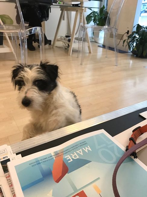 Chi come me ha un animale domestico che farà parte del  matrimonio? - 1