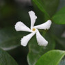 Jasmine