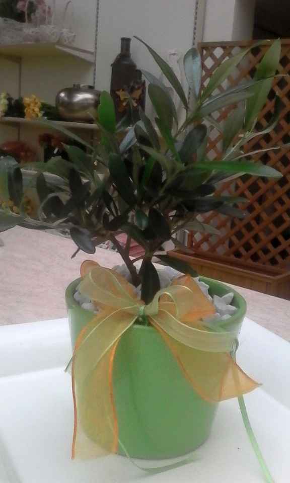 bomboniera bonsai
