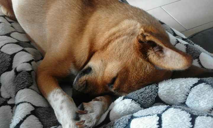 I nostri amici a 4 zampe - 1