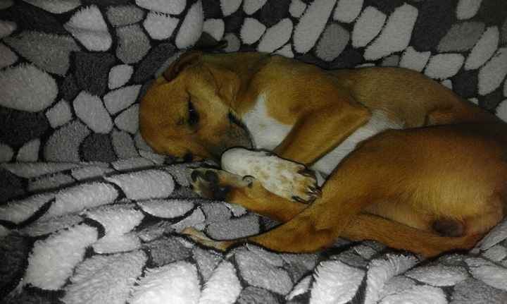 I nostri amici a 4 zampe - 4