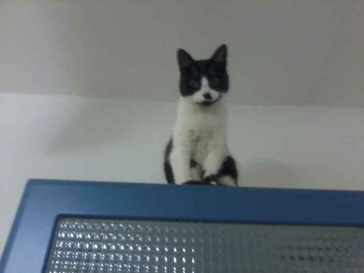 stellaaaaaaaaaaaaaaaa