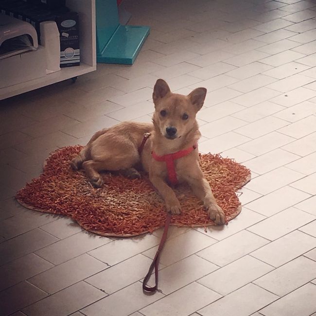 Compagno a 4 zampe? - 1