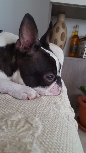 Pluto invitato numero uno