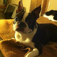 I nostri amici a 4 zampe - 2