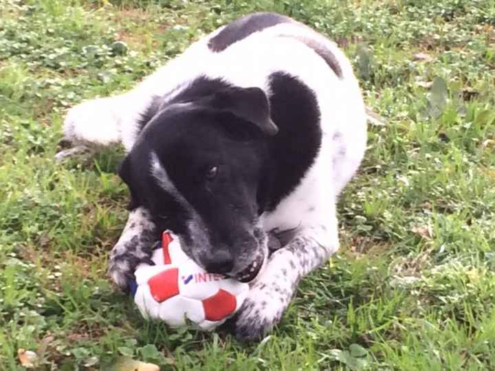 Animaletti in casa - 1