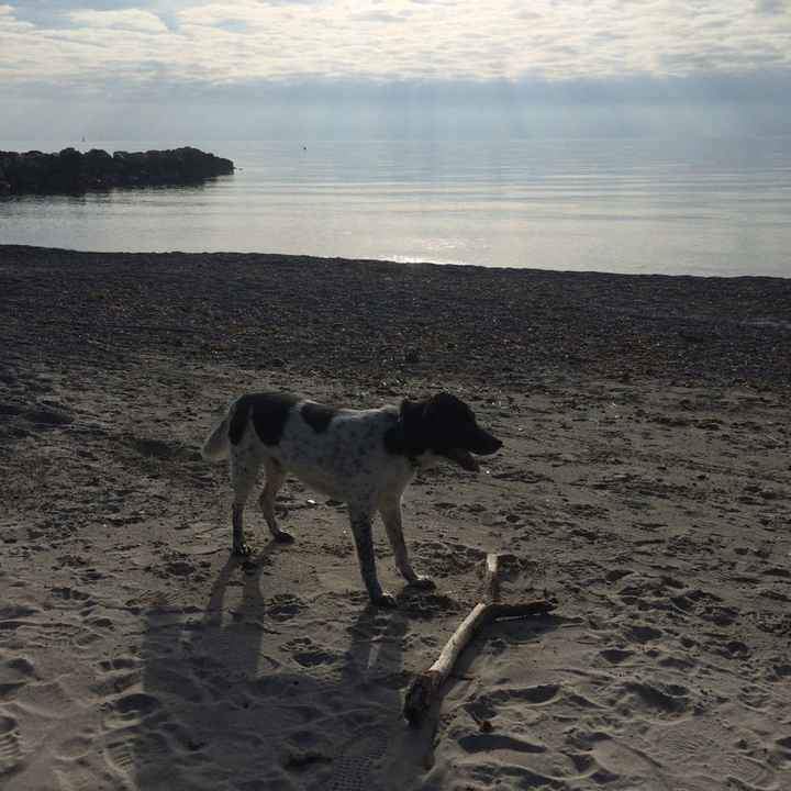 Animaletti in casa - 2