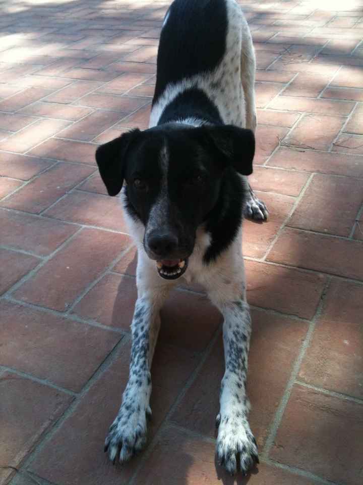 Se non ci fossero loro... - 1