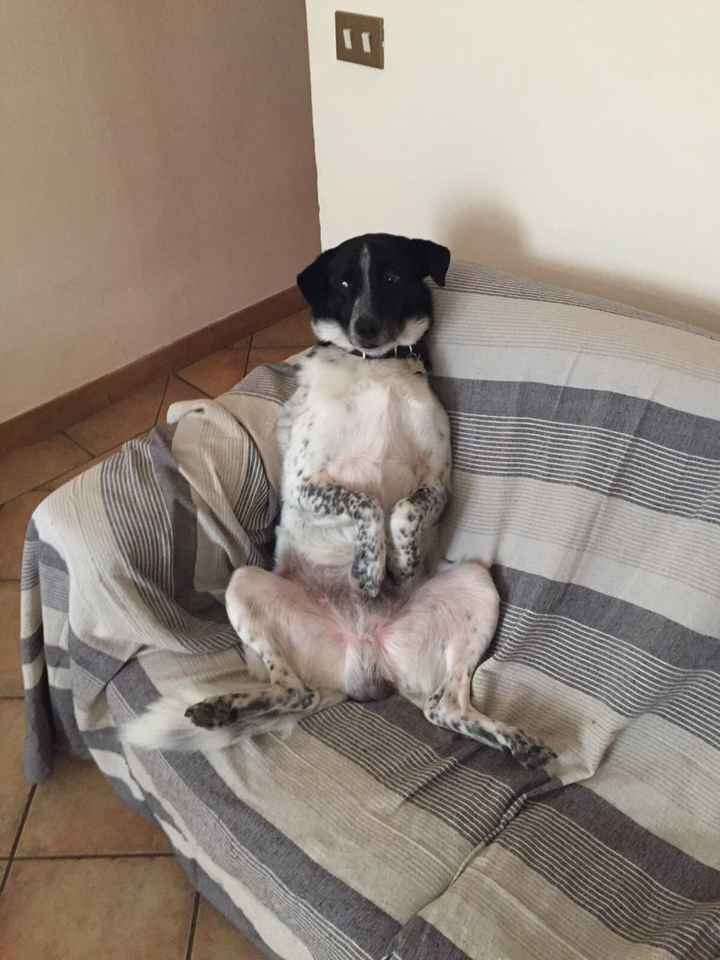 Se non ci fossero loro... - 5