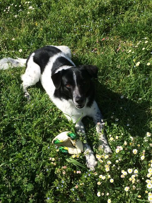 Too cute: i vostri amici animali - 1