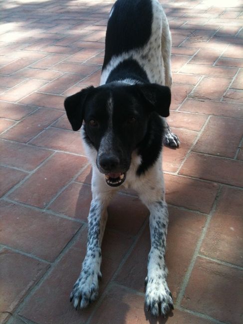 Se non ci fossero loro... - 1