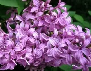 glicine