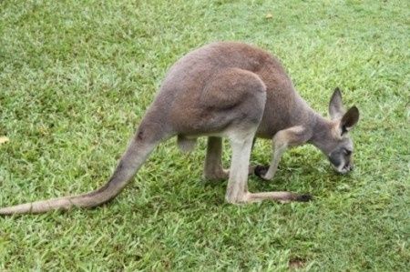 Viaggio di nozze: Australia