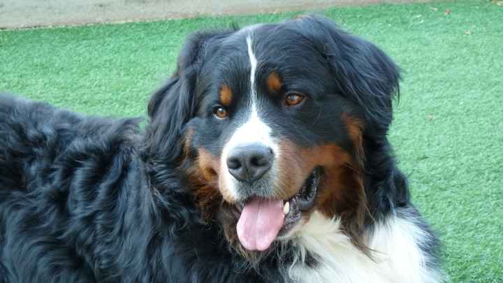 Cucciolone Yago