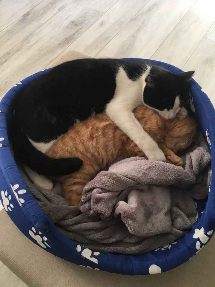 Animali e bambini - 1