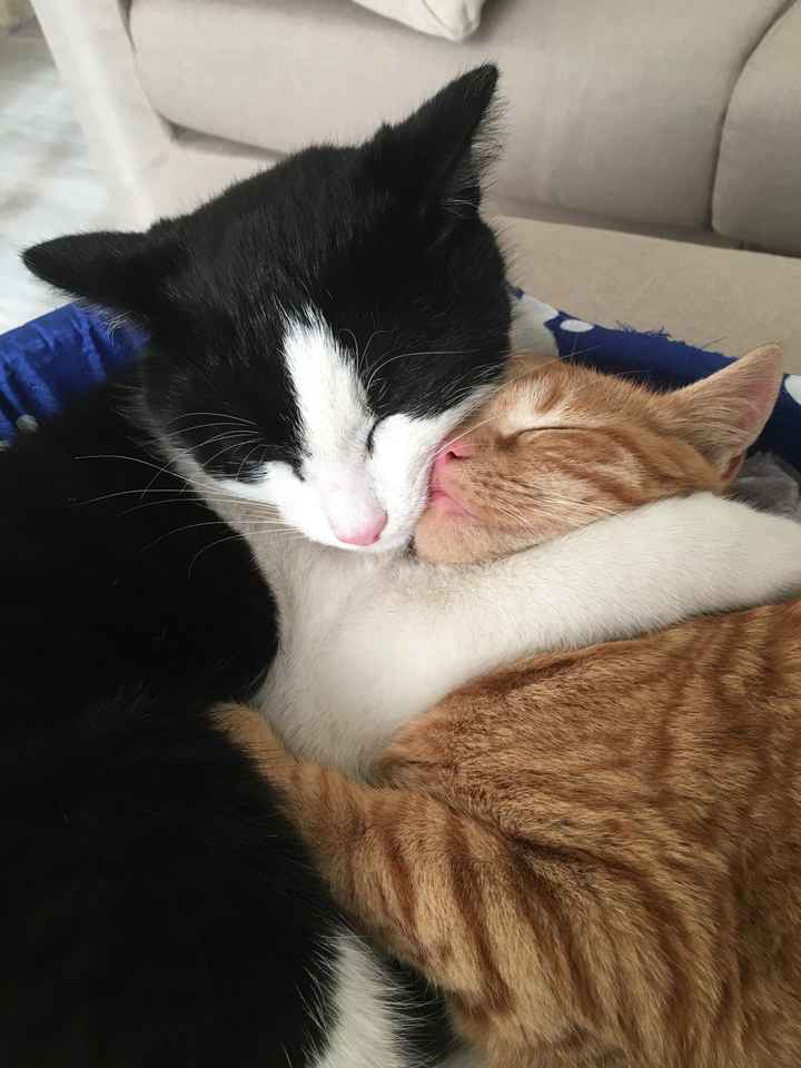 Convivenze un po’ .....pelose!🐶🐱🐹🐰 - 1