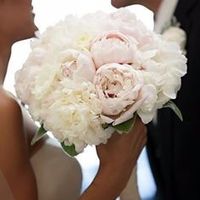 peonie bianche e rosa 