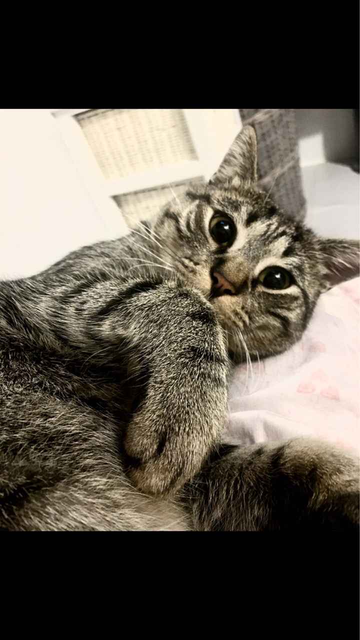 Amici a quattro zampe - 6