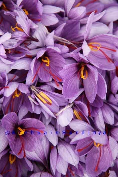 crocus sativus