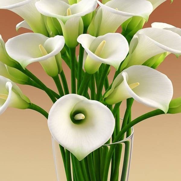 calla