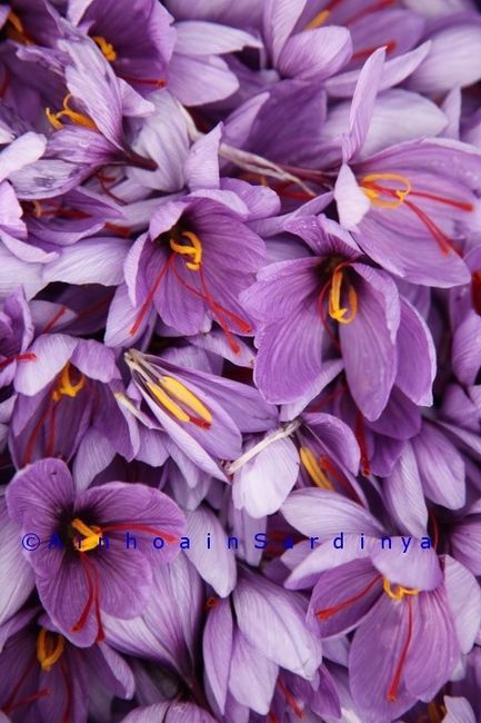 crocus sativus