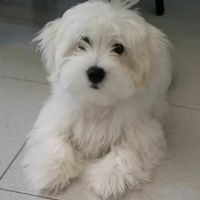 Avete un animale domestico? - 1