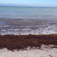 Risarcimento per mare messico - 2